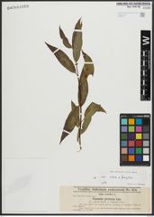 Foto von Salix alba L. x Salix fragilis L.